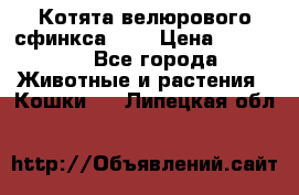 Котята велюрового сфинкса. .. › Цена ­ 15 000 - Все города Животные и растения » Кошки   . Липецкая обл.